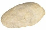 Fossil Tortoise (Testudo) Shell - South Dakota #192494-3